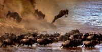 445 - A LARGE MIGRATION OF WILDEBEEST 2 - AGAPOV SERGEY - russian federation <div